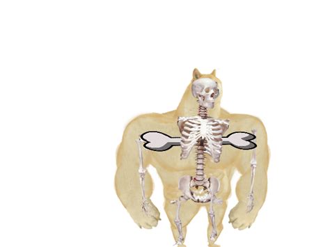 buff doge skeleton Memes - Imgflip