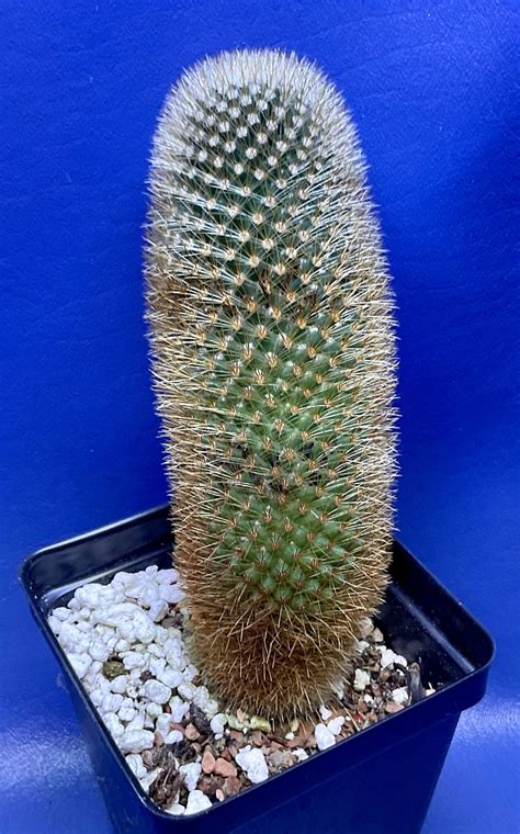 Mammillaria Spinosissima Ssp Pilcayensis Shown In A 4 Pot 6 Tall
