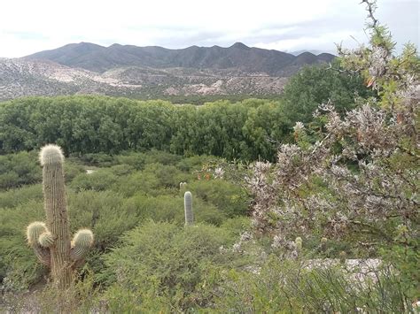 Flora De La Quebrada De Humahuaca Un Tesoro Natural En Argentina