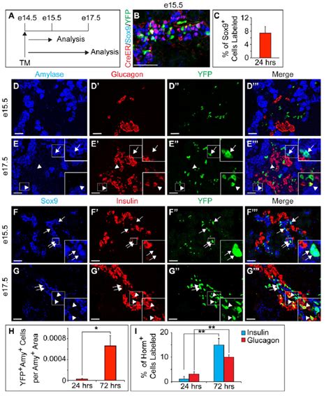 Sox9 + embryonic cords give rise to endocrine and acinar cells in mouse ... 
