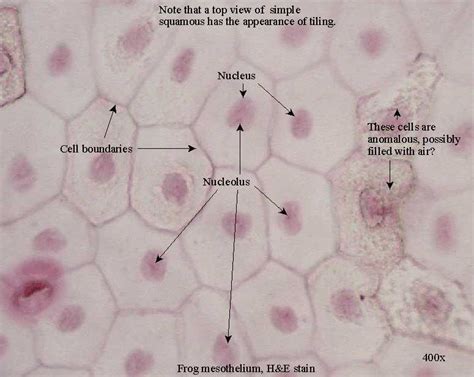 Simple Squamous Epithelium Diagram