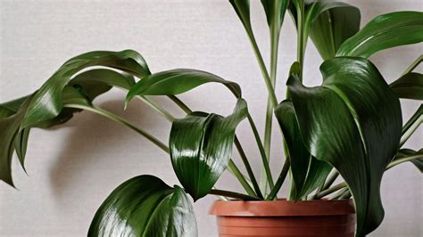 Aspidistra Care And Growing Guide Our Top Expert Tips Gardeningetc