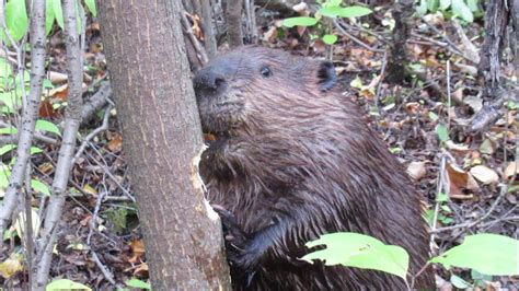 Beaver Chews Through An Entire Tree In Ten Minutes In Saskatoon