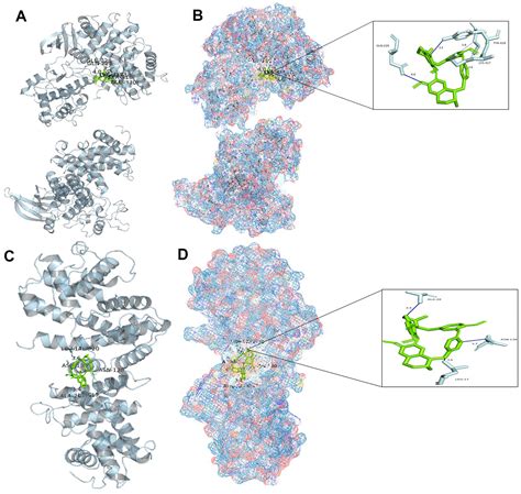 New Perspectives On The Potential Of Tetrandrine In The Treatment Of