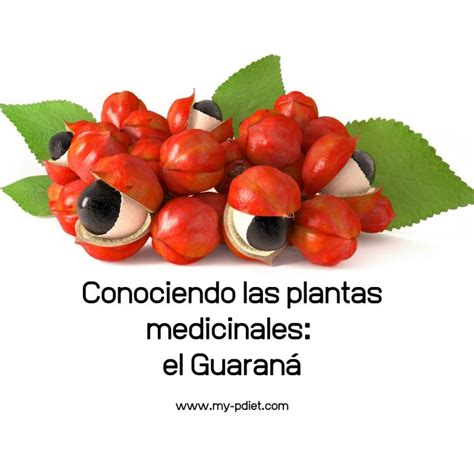 Conociendo Las Plantas Medicinales El Guaraná