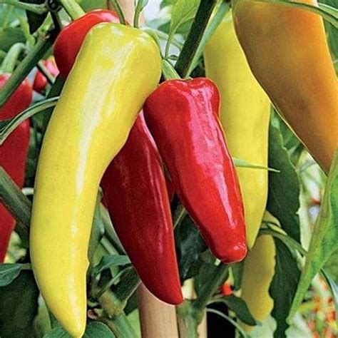 Hot Pepper F Hybrid OS Vegetable Seeds Megha Agro Farm