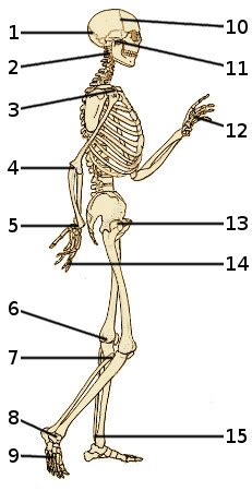 Les Quiz Sur Le Corps Humain L Anatomie Du Squelette Humain Vue