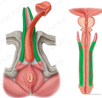 Quiz Male Urogenital Triangle Flashcards Quizlet