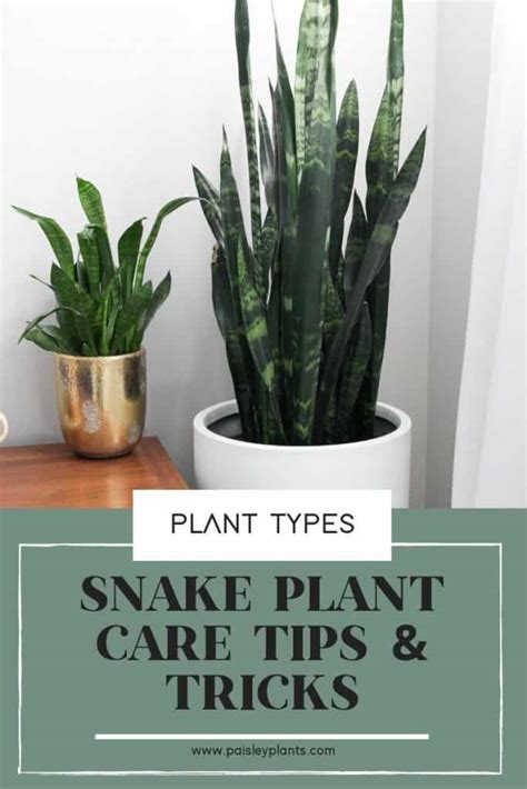 Snake Plant Care Tips & Tricks - Paisley Plants