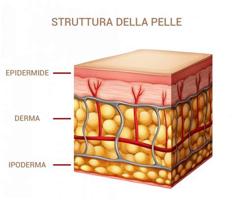 La Pelle E Fatta E Come Mantenerla Sana Medical Care Center