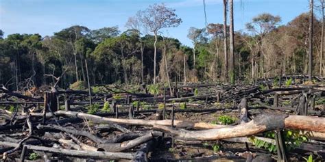 Deforestación Concepto Causas Tipos Y Consecuencias