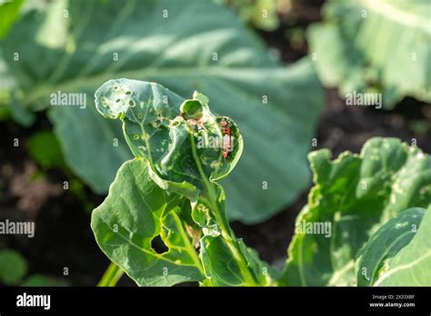 Garden pests infesting and damaging cauliflower leaves indicating common plant diseases. Plant ...