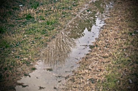 Premium Photo High Angle View Of Grass In Water