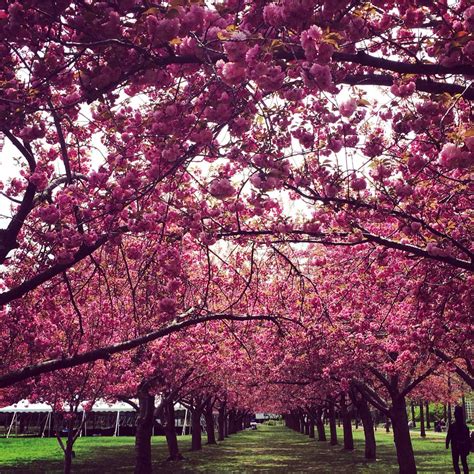 Cherry Blossoms in full bloom at Brooklyn Botanical Gardens. | Brooklyn ...