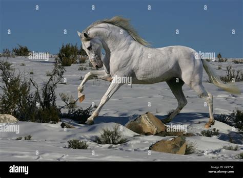 Prancing Horses Hi Res Stock Photography And Images Alamy