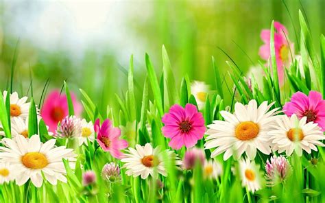 Spring Flower Background Wallpaper Hd | Best Flower Site