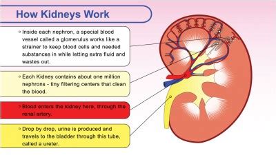 About your Kidneys - New Mexico Kidney Foundation