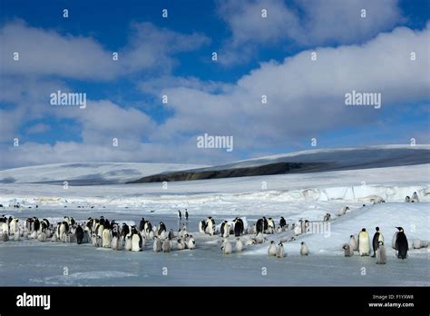 Emperor Penguin Aptenodytes Forsteri Adult Birds And Chicks Ice Snow