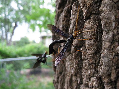 Mn Giant Ichneumons Megarhyssa Atrata Megarhyssa