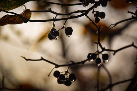 Kostenlose Foto Baum Ast Bl Hen Winter Licht Pflanze Fotografie