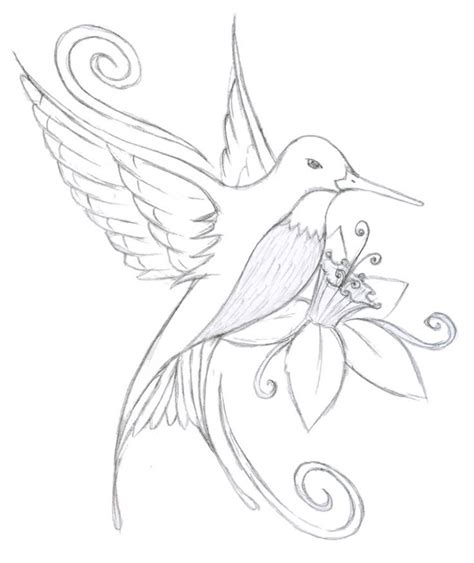 Hummingbird Drawing In Pencil At Getdrawings Free Download