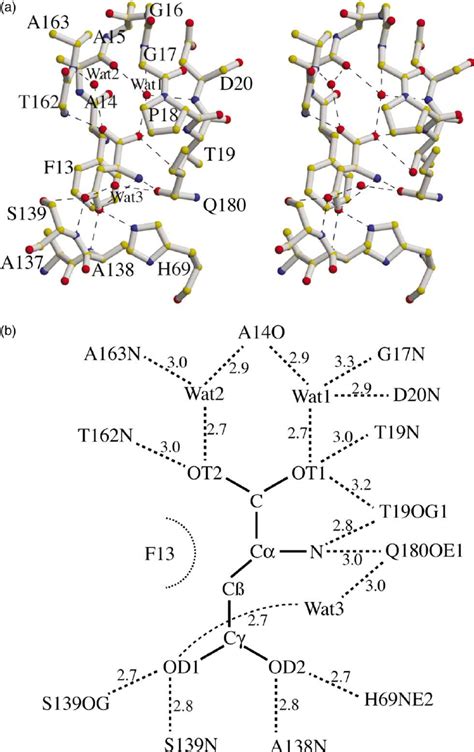 The Ligand Binding Site A Stereo View Of The Ligand Binding Site Download Scientific