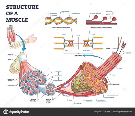 Structure Of Muscle With Isolated Myosin And Actin Closeup Outline