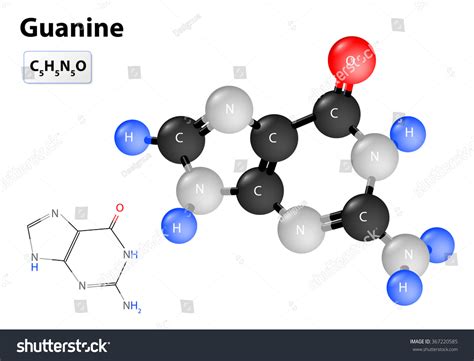 Chemical Structural Formula Model Guanine Stock Vector Royalty Free 367220585 Shutterstock