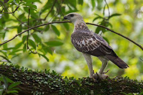 changeable hawk eagle birds  singapore