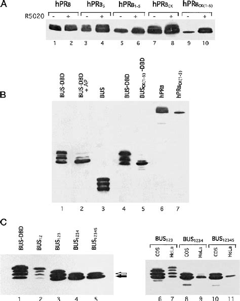 Figure 4 From Role Of Phosphorylation On Dna Binding And Transcriptional Functions Of Human