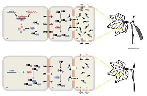 我院缪旻珉教授课题组在《plant Cell》发表研究论文 扬州大学园艺园林学院