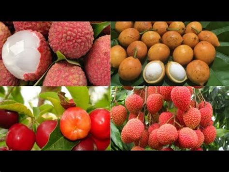 Frutas No Quintal Benef Cios Para A Sa De Youtube