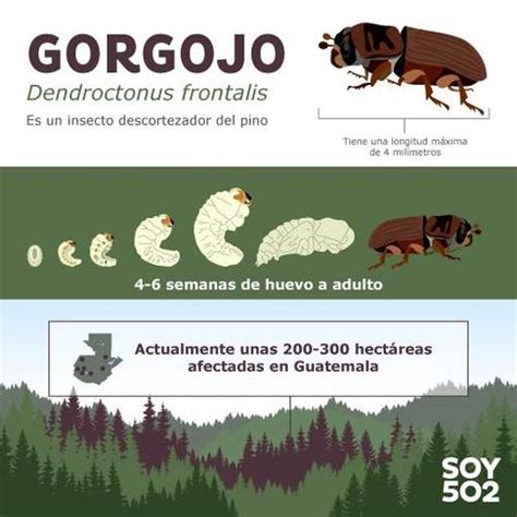 La Crisis Del Gorgojo Qu Tan Grave Puede Ser La Plaga En Guatemala