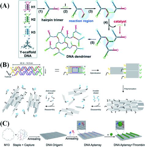 Typical D Nanostructure Based Probe Design Strategies A