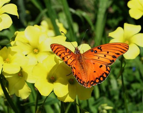 The Gulf Fritillary Or Passion Butterfly Agraulis Vanillae Is A