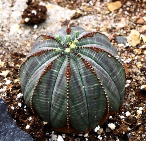 Euphorbia Obesa 'Baseball Plant' - Succulents Network