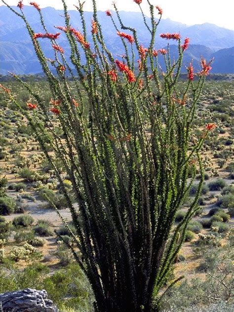 The University of Texas at Austin | Native plants, The university of ...
