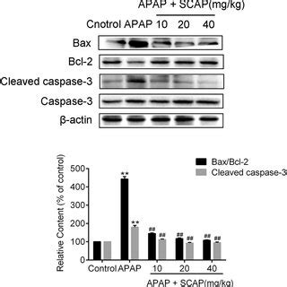 Scap Reduced The Bax Bcl Ratio And The Expression Of Cleaved