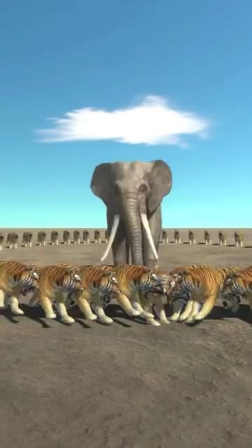 100 Tiger Vs Elephant 🐘 Youtube