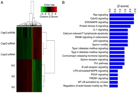 Widespread Changes Of Gene Expressions In O Cells With Capg