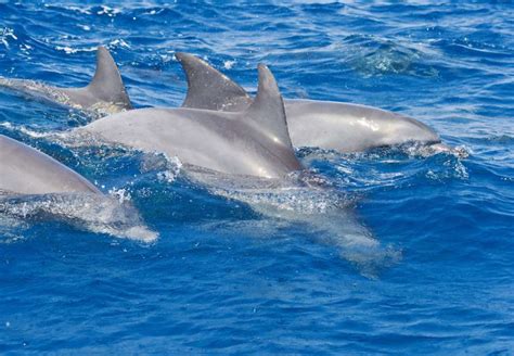 Nado privado con delfines en Zanzíbar Tourse Excursiones