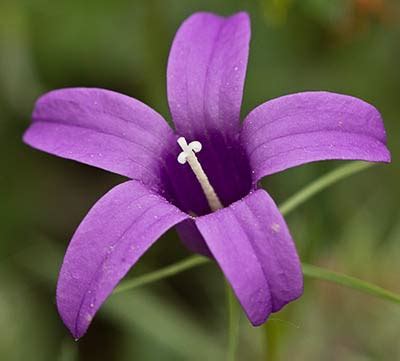 Flora De Malpica De Tajo Campanilla Campanula Lusitanica