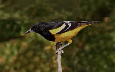 Scotts Oriole San Diego Bird Spot