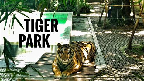 Calm Tigers Of Tiger Park Pattaya Thailand Youtube