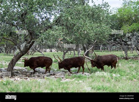 Ankole Cattle Hi Res Stock Photography And Images Alamy