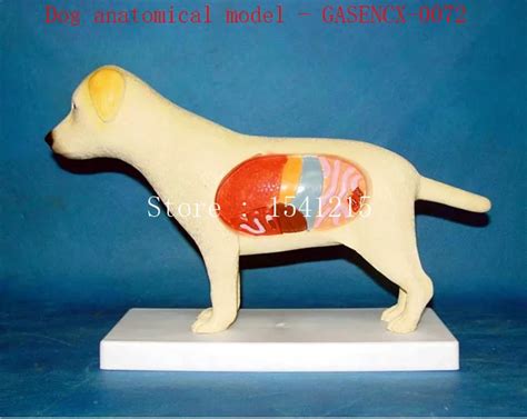 Pet Model Dog Specimen Animal Anatomy Model Veterinary Teaching Aids