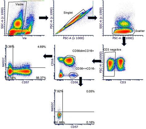 Representative Gating Strategy For Nk Cell Phenotyping Plots