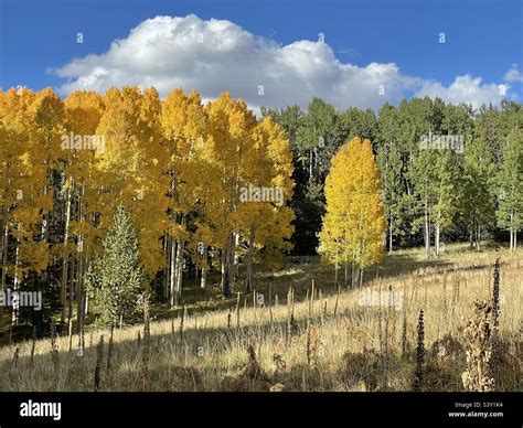 Mount Humphrey San Francisco Peaks Flagstaff Az Snowbowl Ski Area