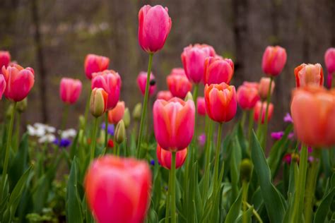 The Menton Tulip Minneopa Orchards