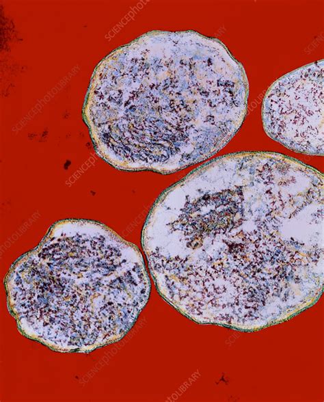 Chlamydia Trachomatis Gram Stain Morphology